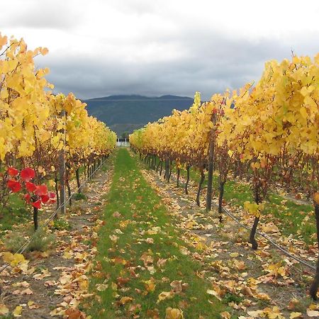 Korohi Vineyard Bnb Бленхайм Екстериор снимка