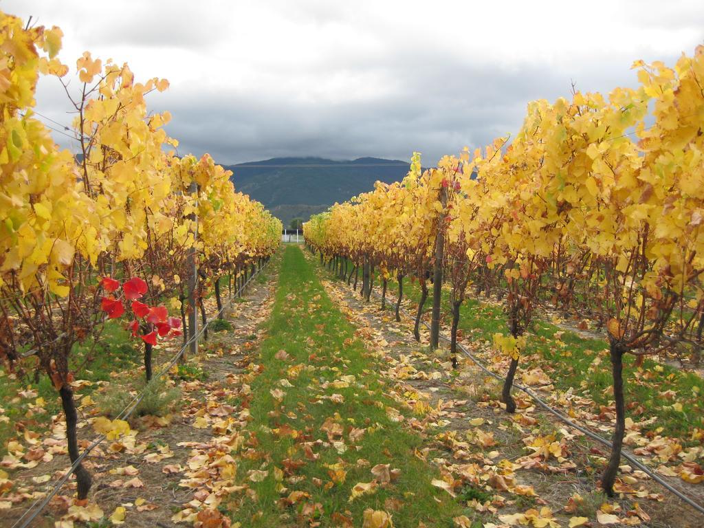 Korohi Vineyard Bnb Бленхайм Екстериор снимка