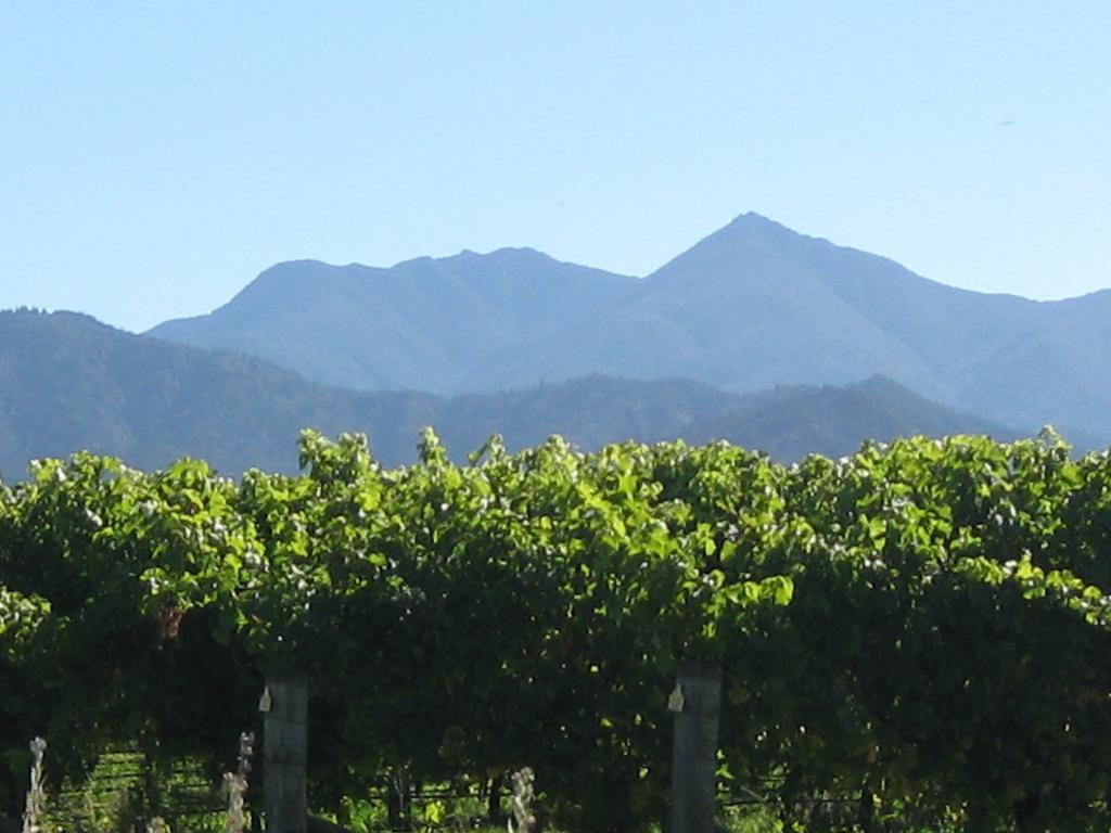 Korohi Vineyard Bnb Бленхайм Екстериор снимка